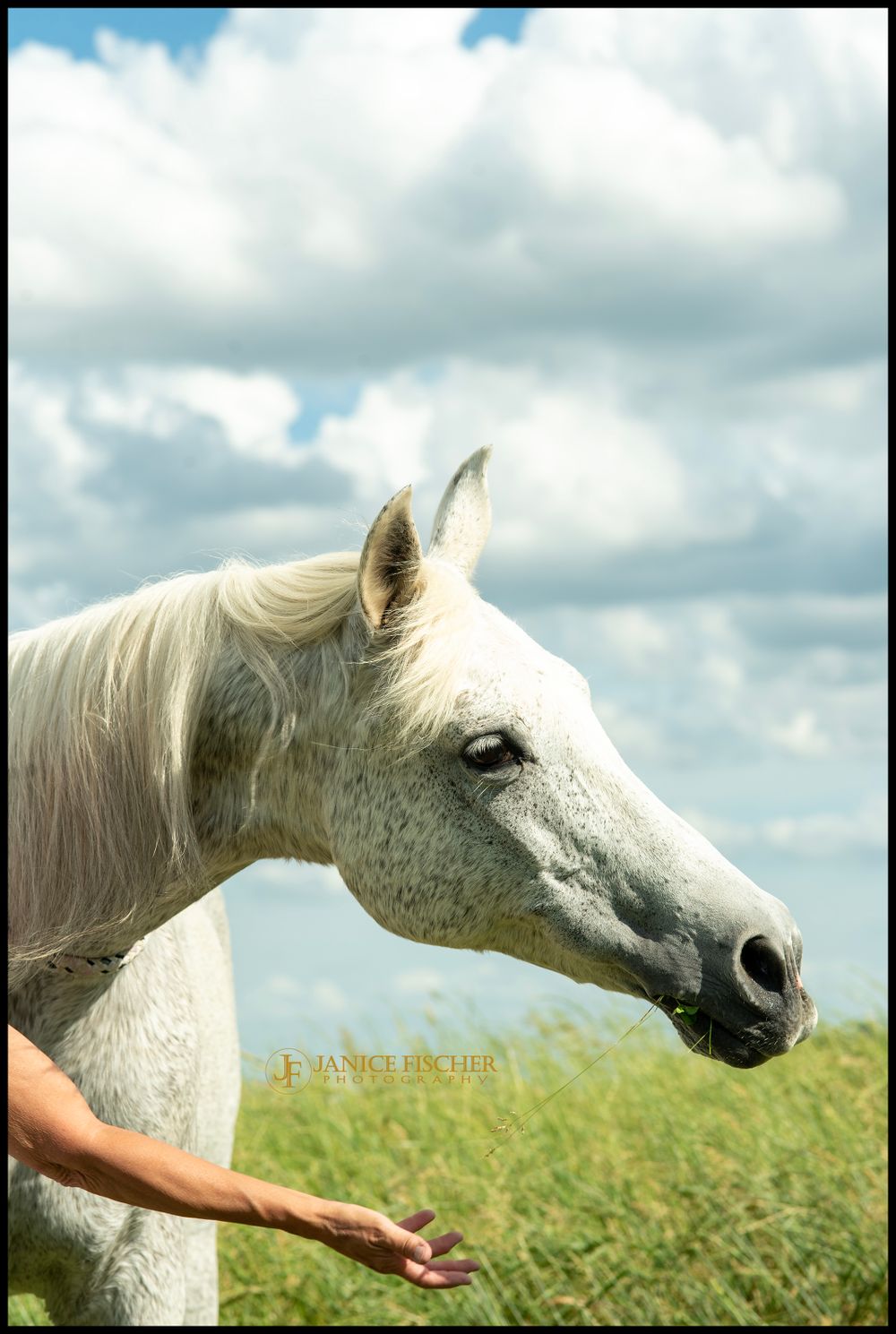 Grey Arabian and Owner Portrait
