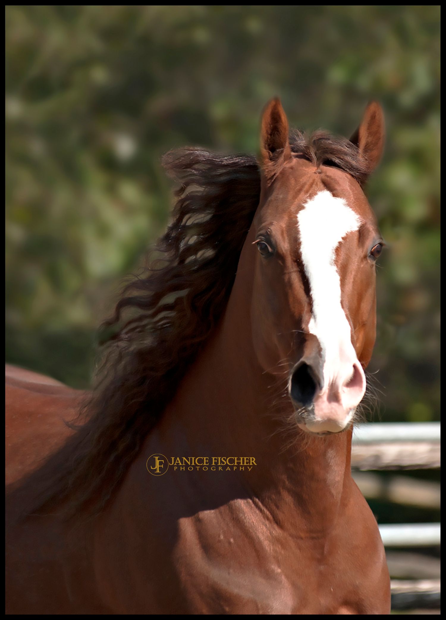 Horse Running Free