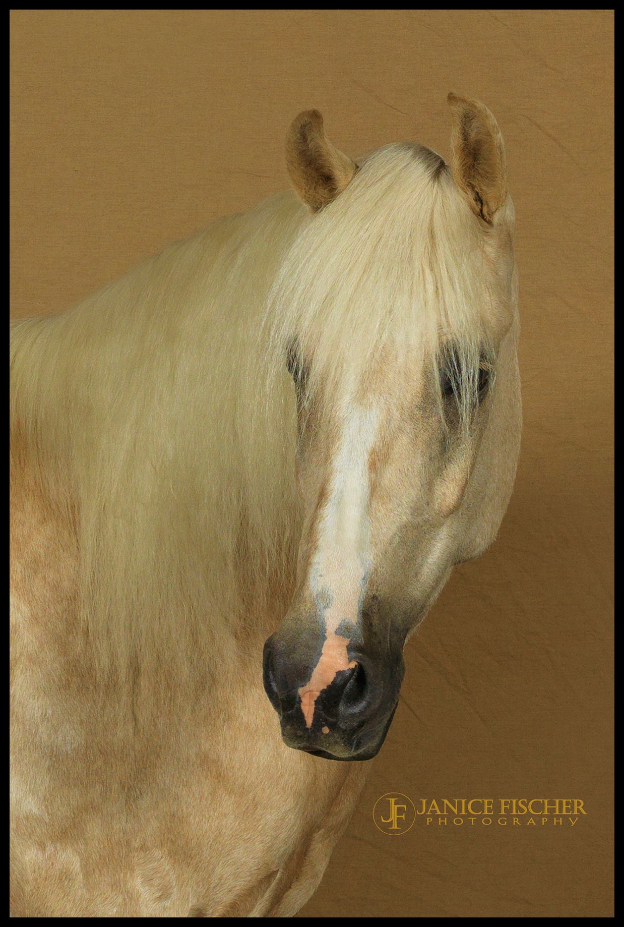 Beautiful Headshot of a Horse