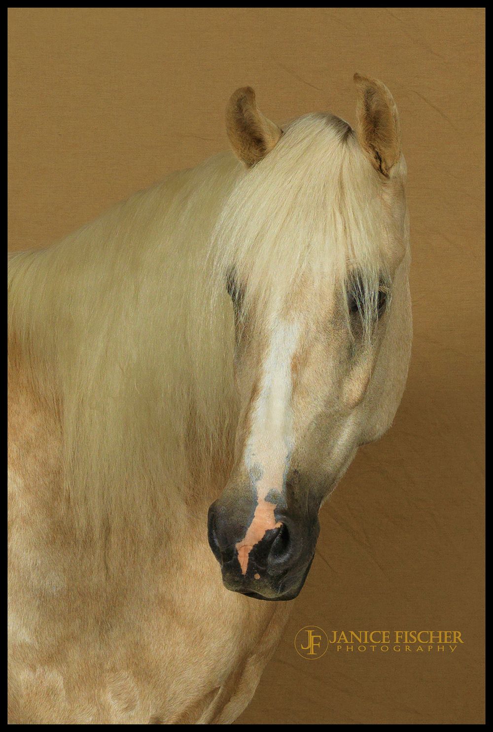 Beautiful Headshot of a Horse