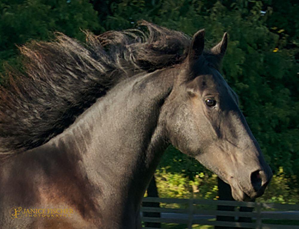 Horse Running Free