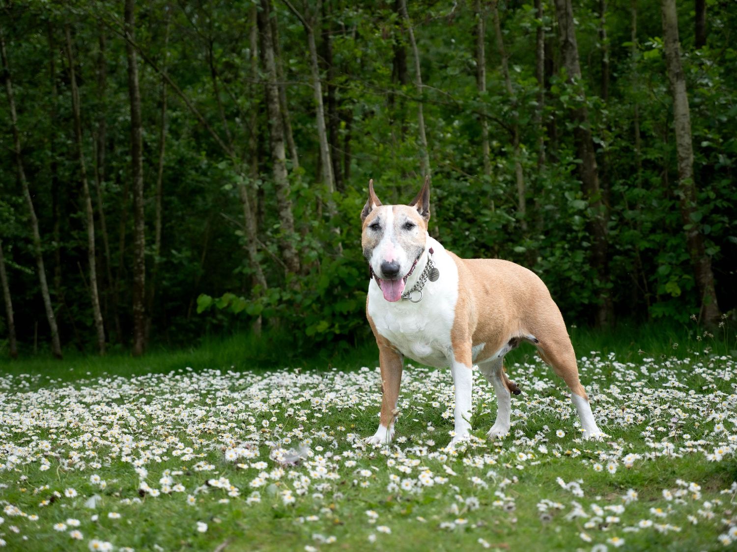 Dog photography outdoors Nottingham Derby area