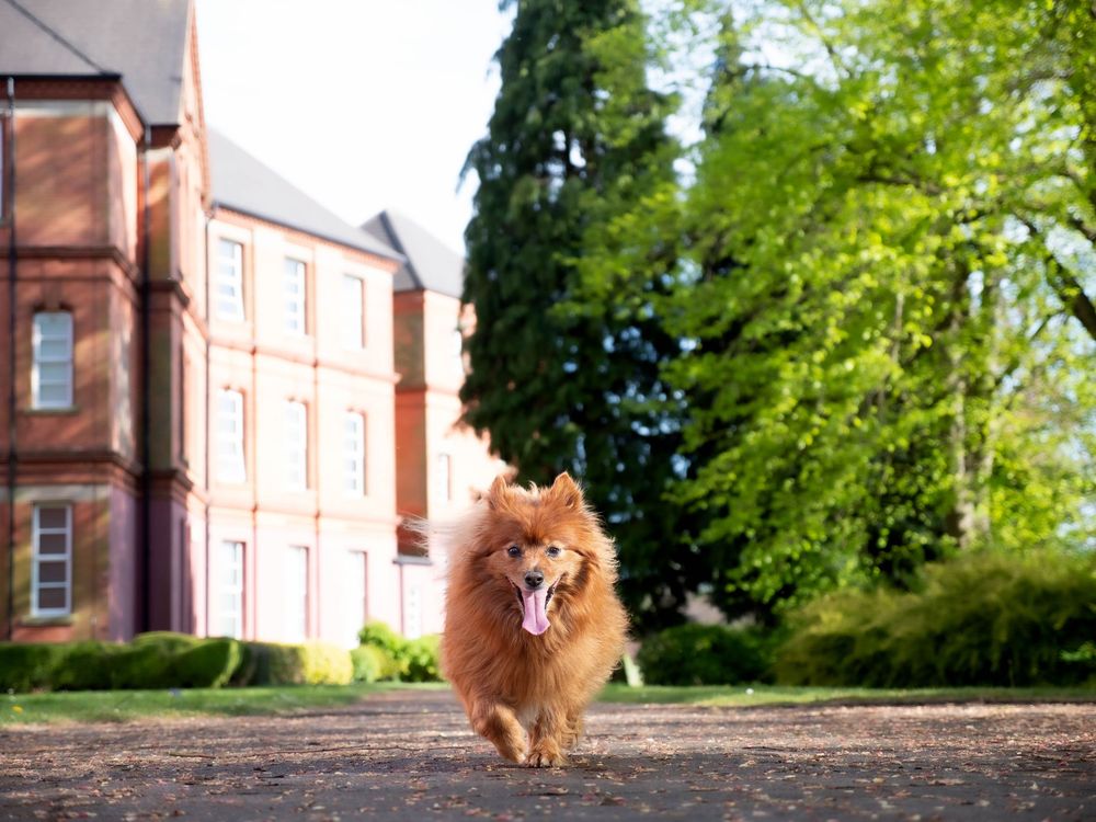 Dog photography outdoors Nottingham Derby area