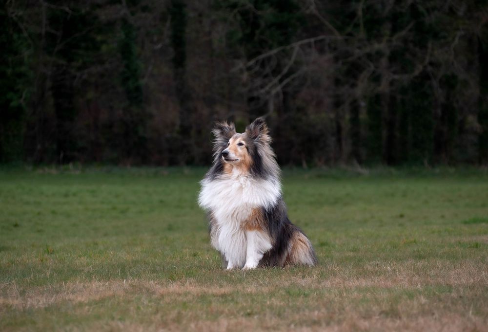 Dog photography outdoors Nottingham Derby area