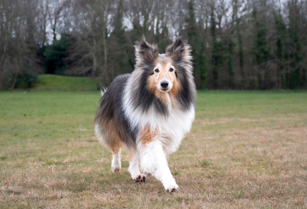 Dog photography outdoors Nottingham Derby area