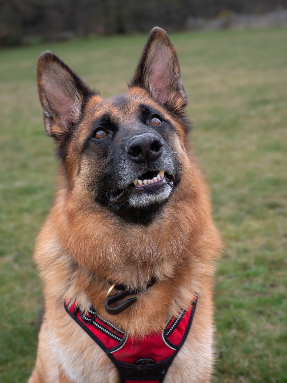 Dog photography outdoors Nottingham Derby area