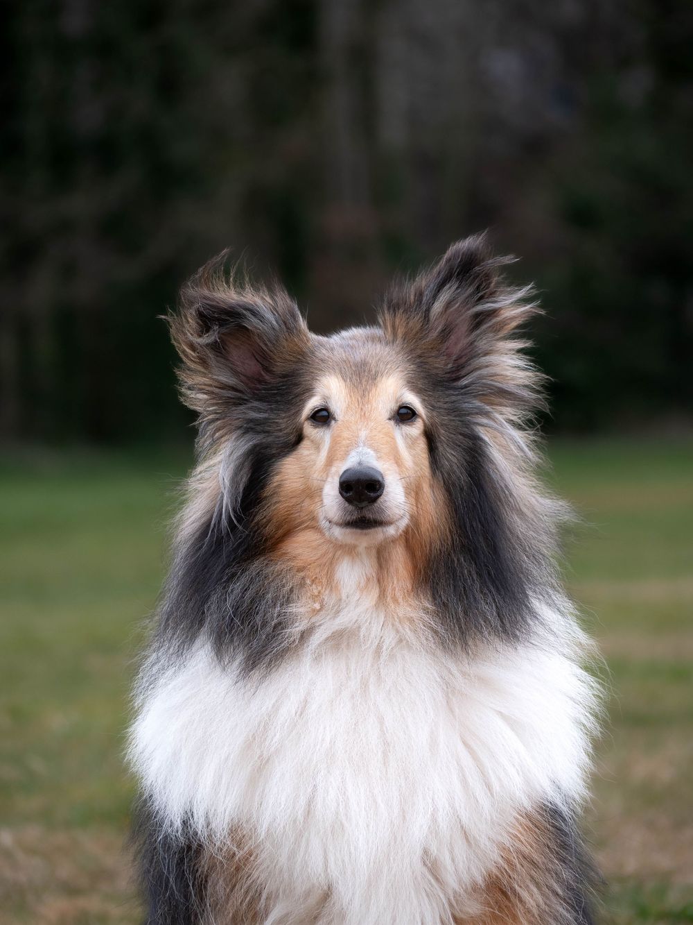 Dog photography outdoors Nottingham Derby area