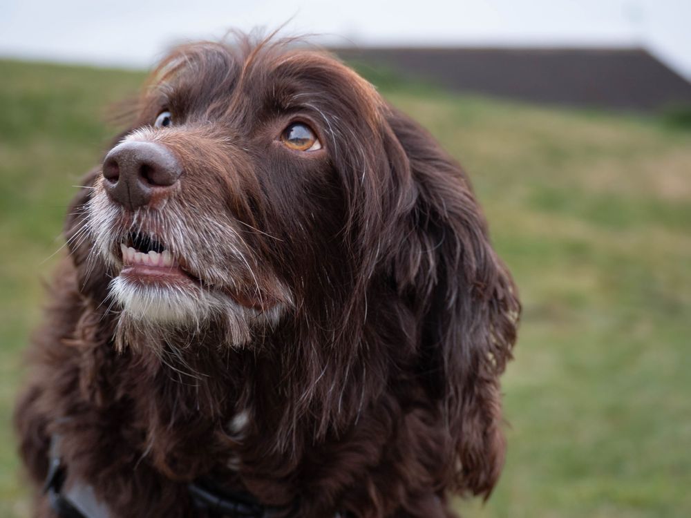 Dog photography outdoors Nottingham Derby area