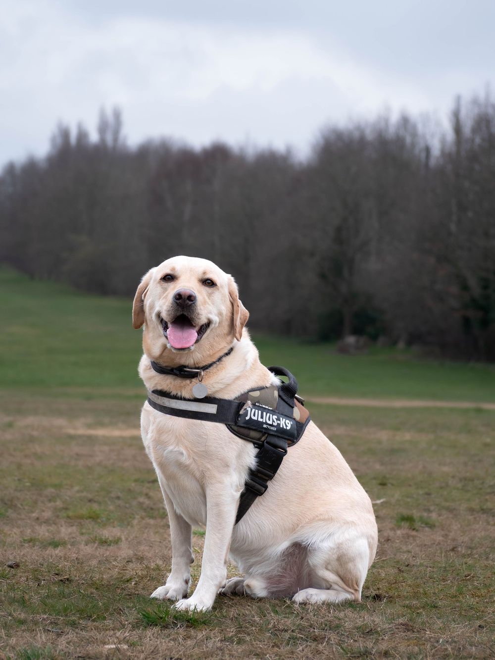 Dog photography outdoors Nottingham Derby area