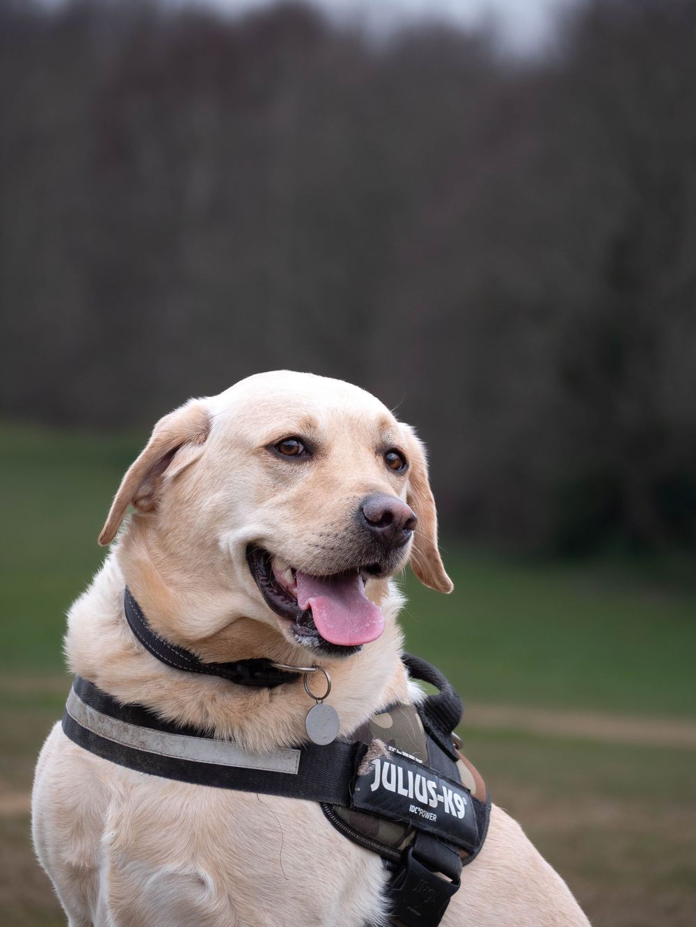Dog photography outdoors Nottingham Derby area