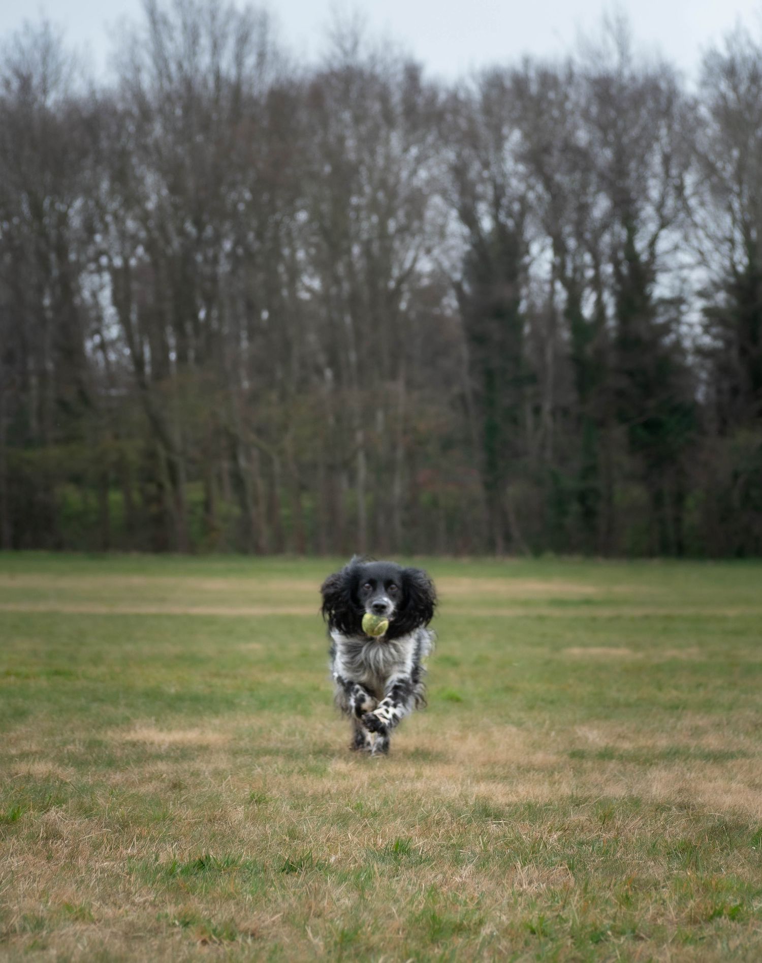 Dog photography outdoors Nottingham Derby area
