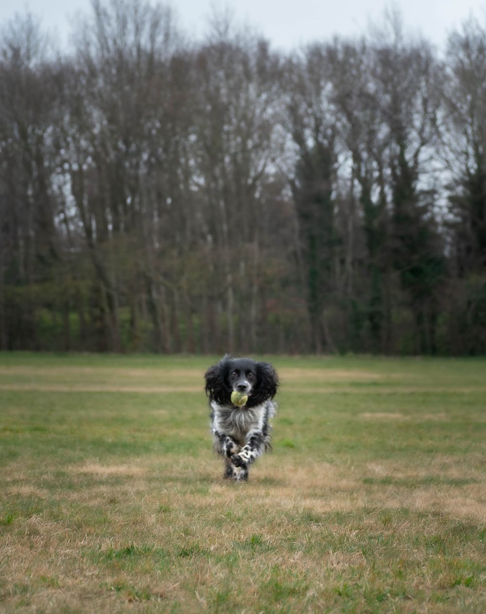 Dog photography outdoors Nottingham Derby area