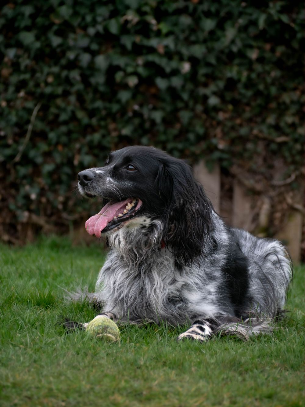 Dog photography outdoors Nottingham Derby area
