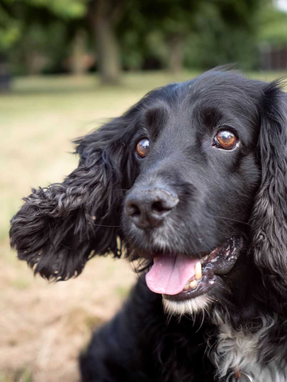Senior pet photoshoot nottingham derby