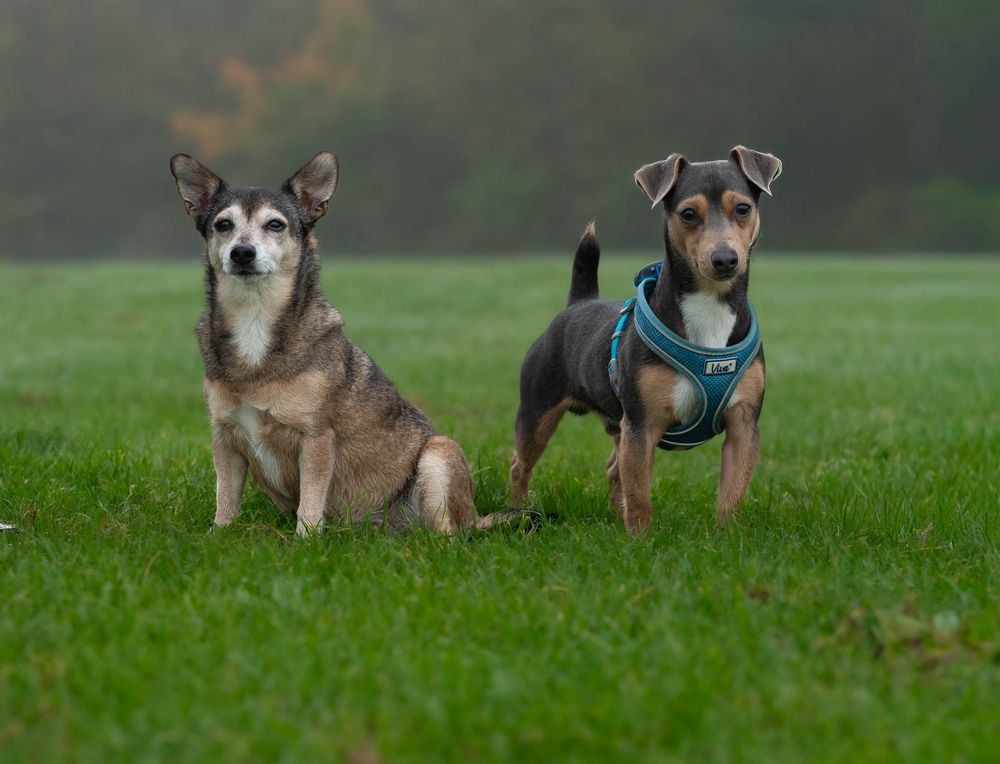 wedding photographer
nottingham photographer
derby photographer
dog photographer
equine photographer