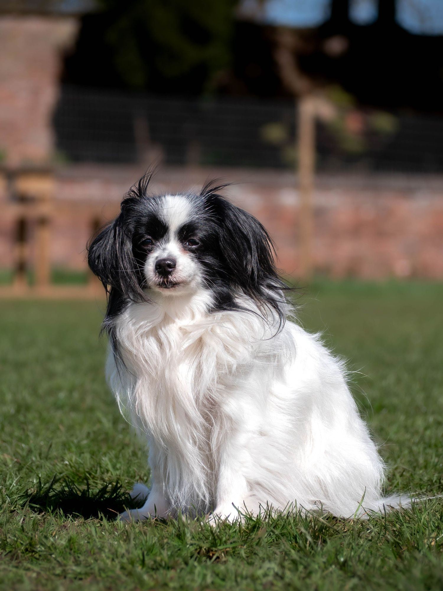 Dog photography outdoors Nottingham Derby area