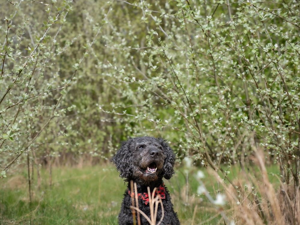 Dog photography outdoors Nottingham Derby area