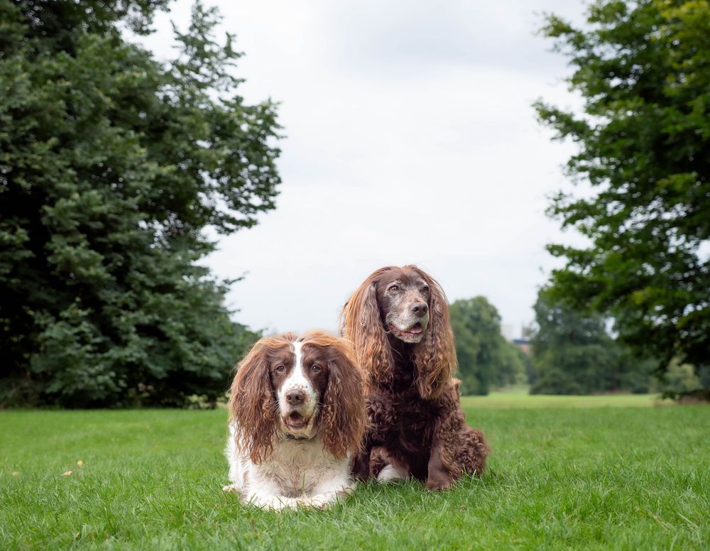 Senior pet photoshoot nottingham derby