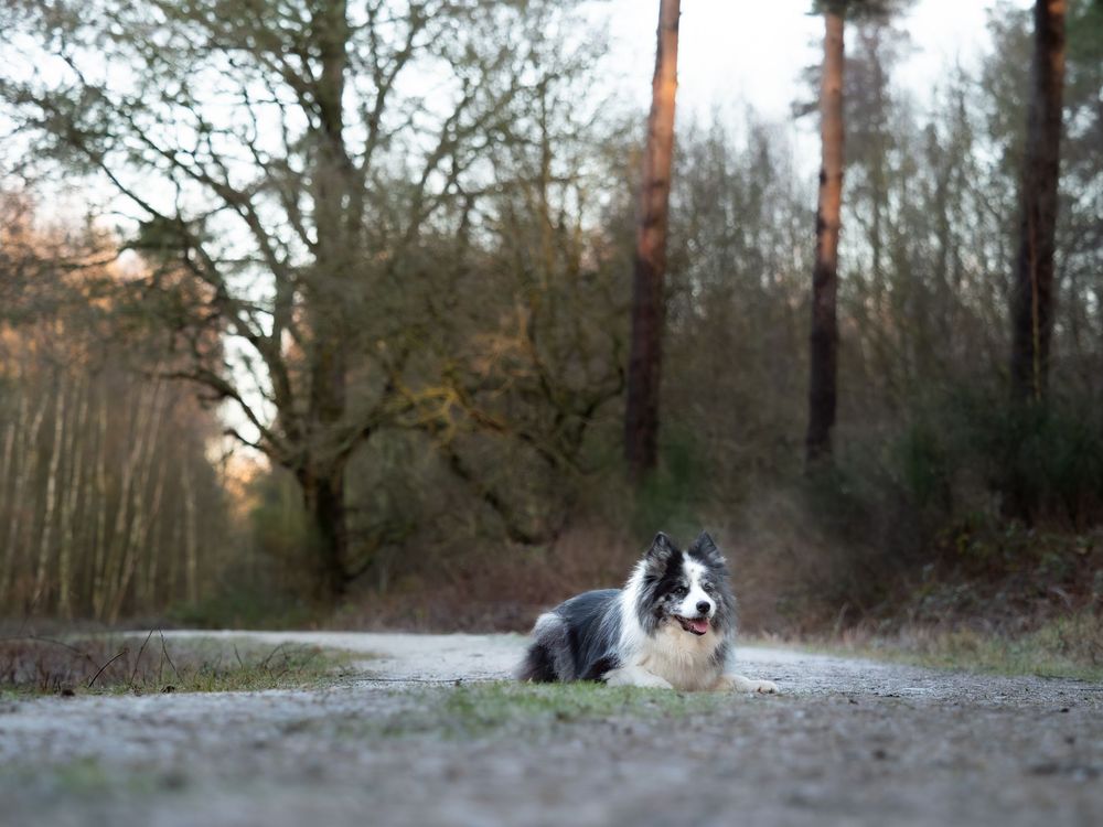 wedding photographer
nottingham photographer
derby photographer
dog photographer
equine photographer