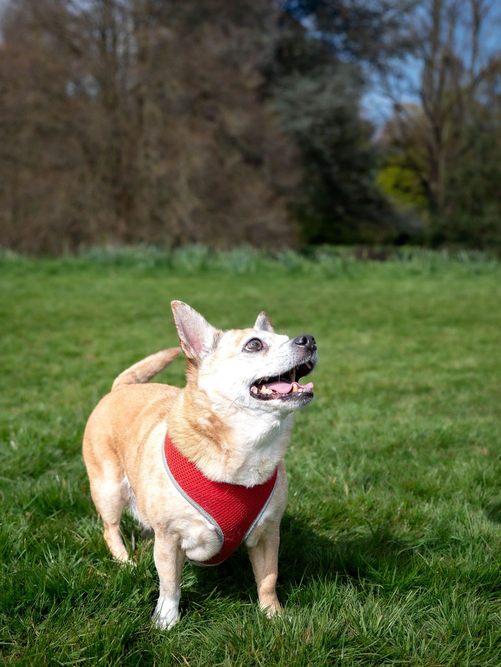 Dog photography outdoors Nottingham Derby area