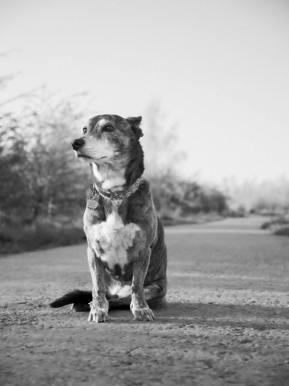 Dog photography outdoors Nottingham Derby area