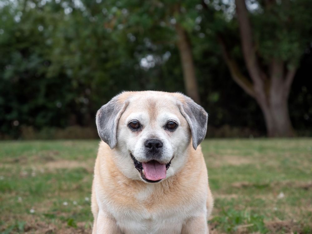 Senior pet photoshoot nottingham derby