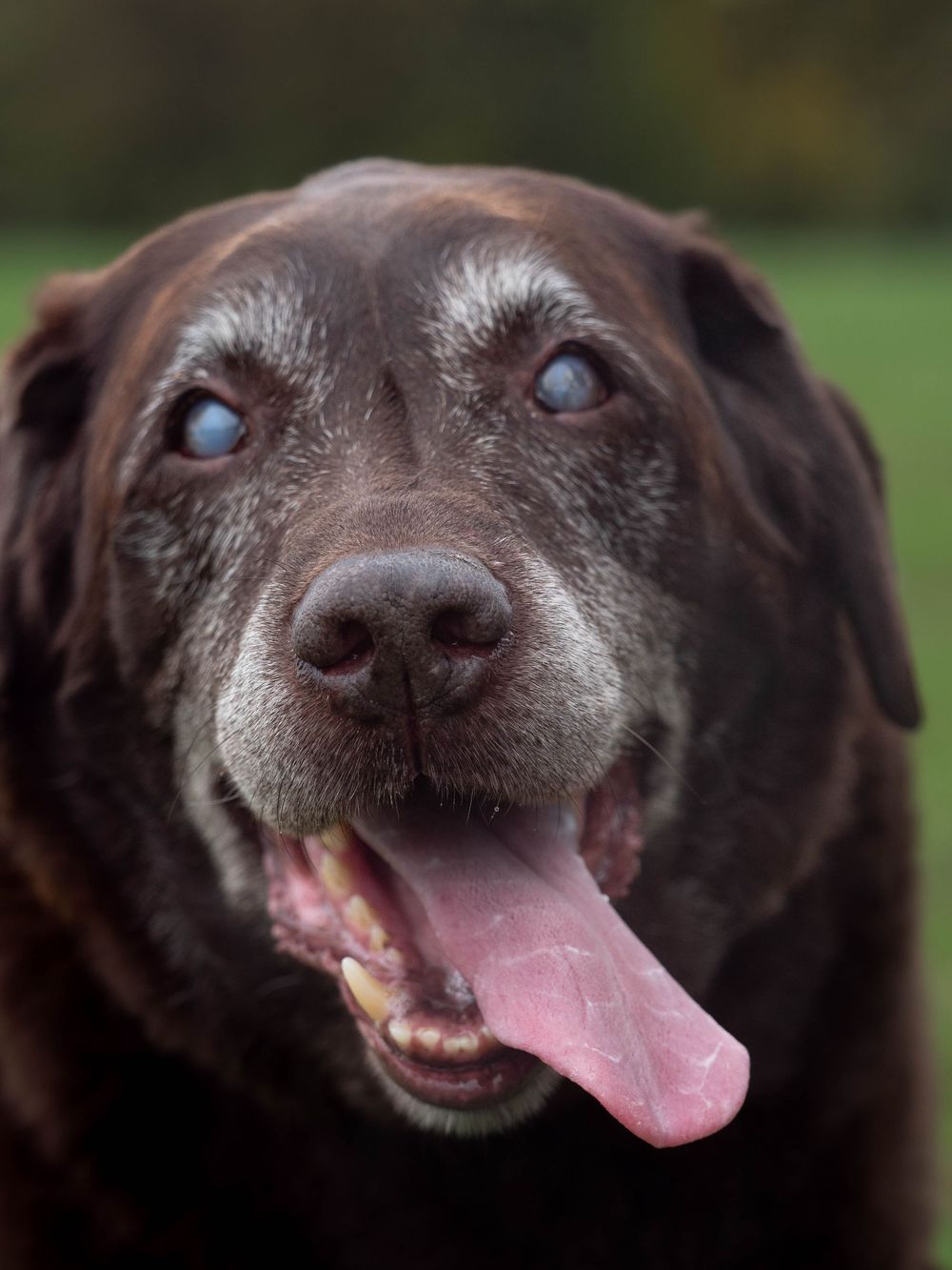 wedding photographer
nottingham photographer
derby photographer
dog photographer
equine photographer