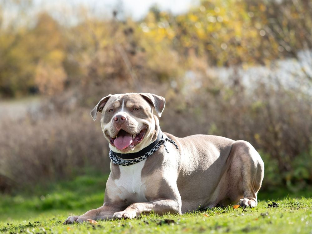 wedding photographer
nottingham photographer
derby photographer
dog photographer
equine photographer