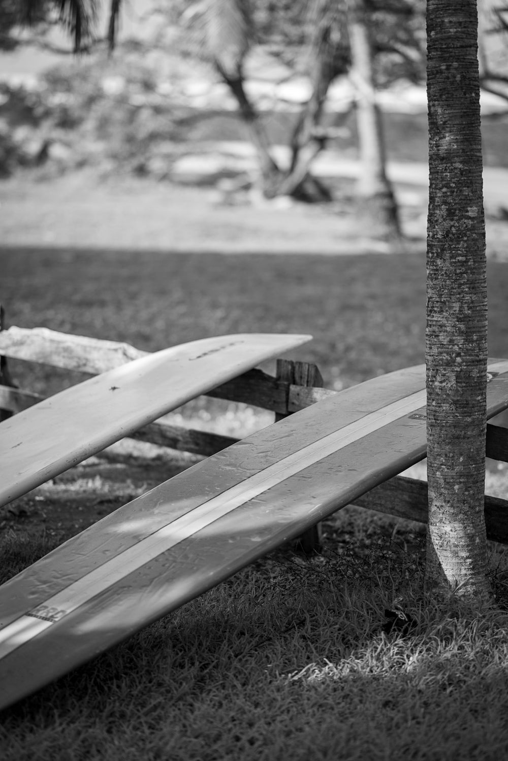 Black and white image of surfboards leaning against a tree in a grassy area.