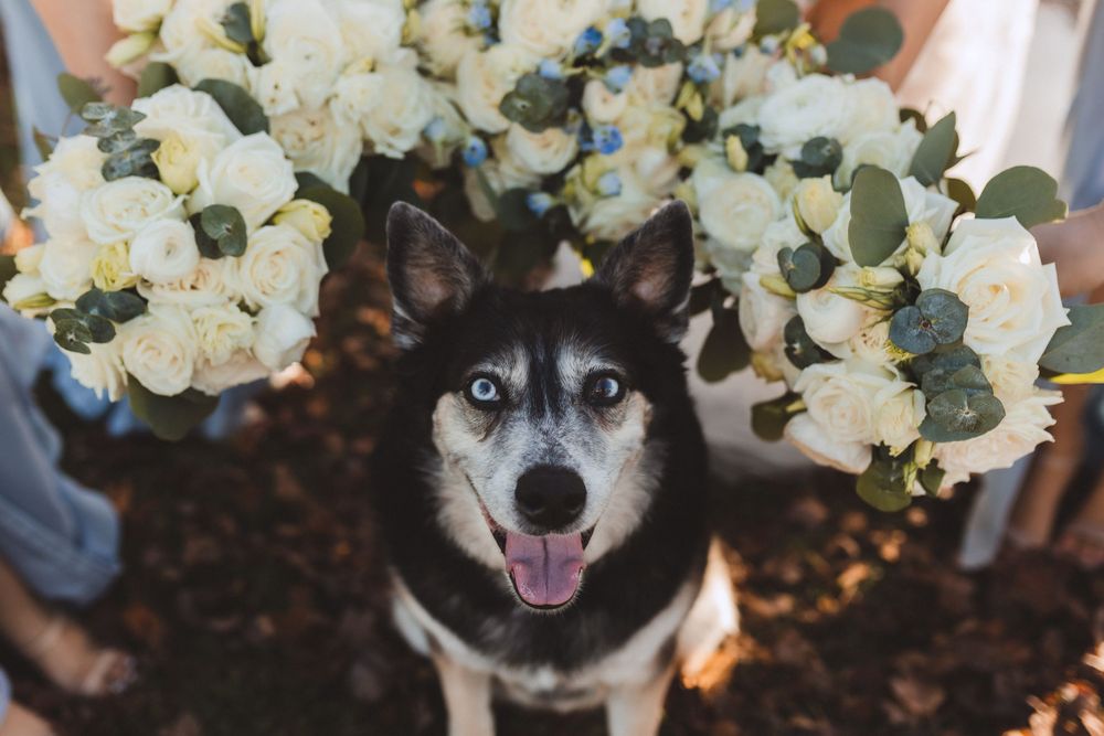 Happy husky dog sitting between two beautiful white floral bouquets at an outdoor event.