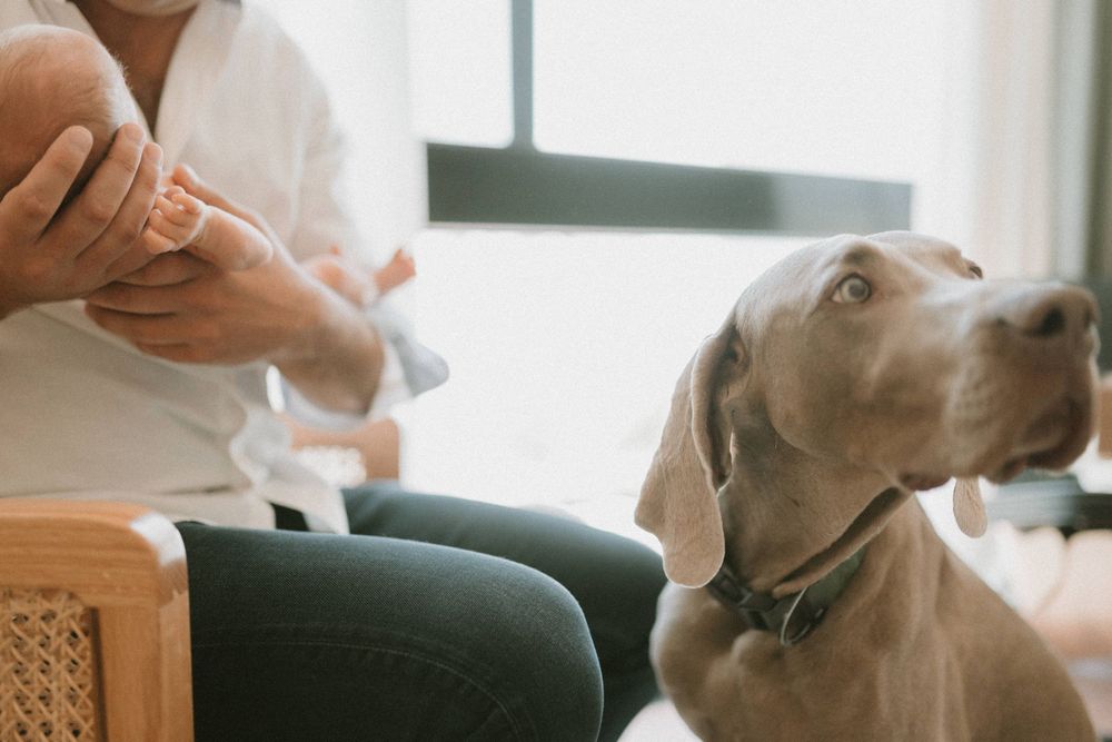A Weimaraner dog sits attentively next to someone holding an infant's feet on a couch.