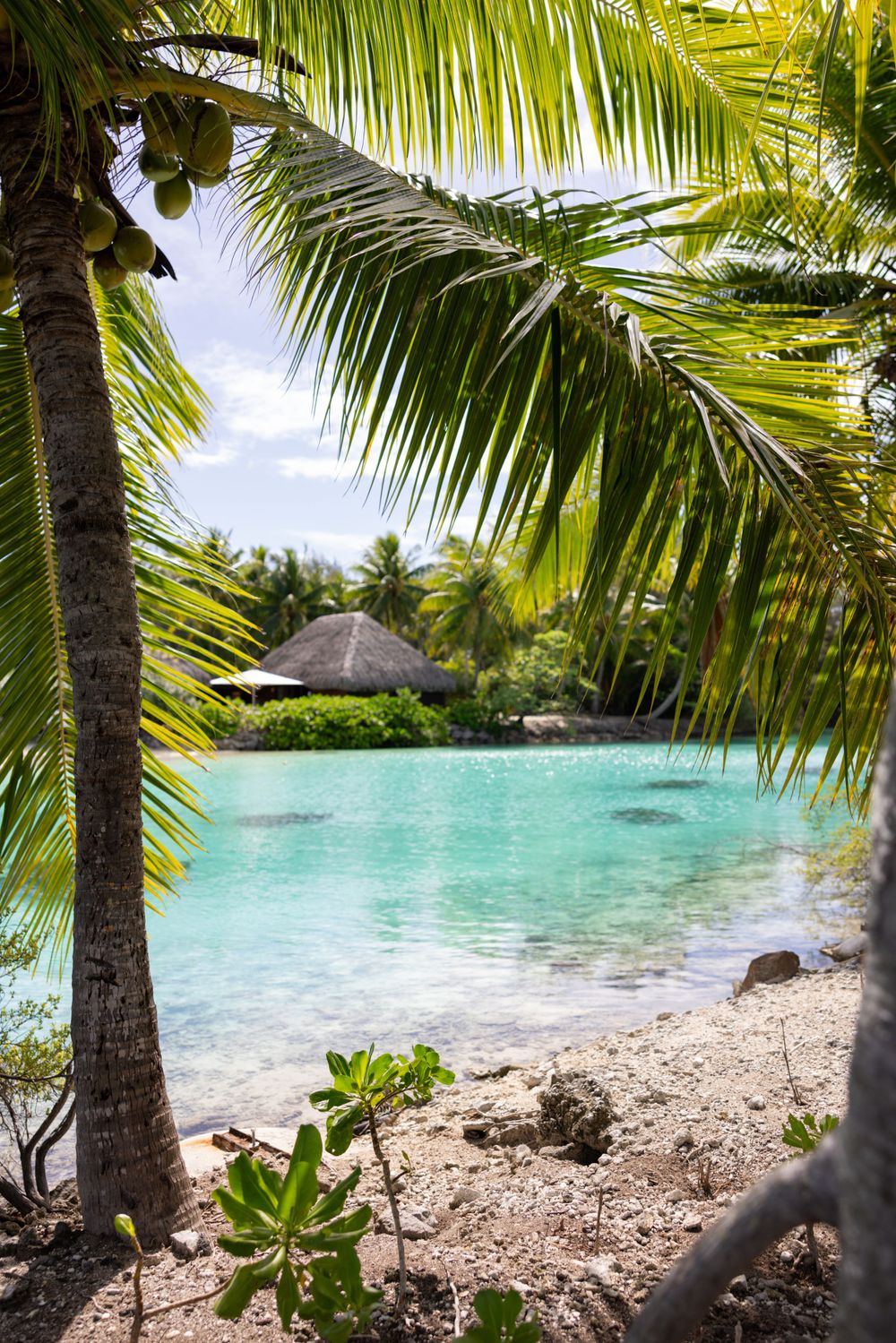Tropical paradise with palm trees framing a turquoise lagoon and thatched roof hut.
