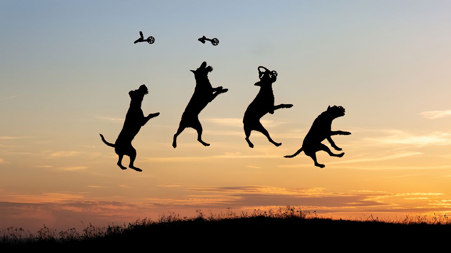 Silhouettes of four dogs jumping in sequence against a sunset sky.