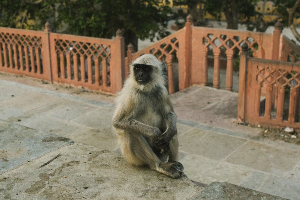 Grey langur monkey sits on stone steps next to an ornate orange fence.