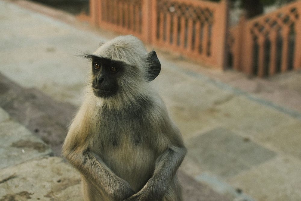 A langur monkey with distinctive grey fur sits near an ornamental fence.