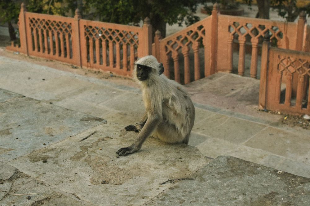 Langur monkey sitting on stone ground beside decorative orange railing.