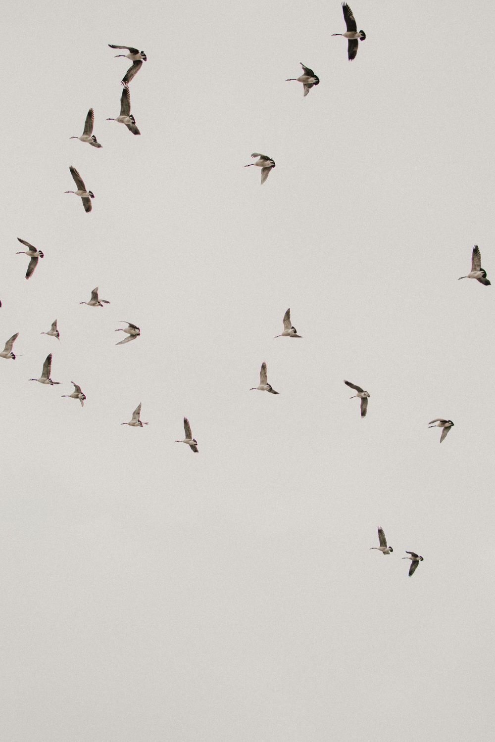 Flock of seabirds soaring against a pale grey sky in a beautiful formation.