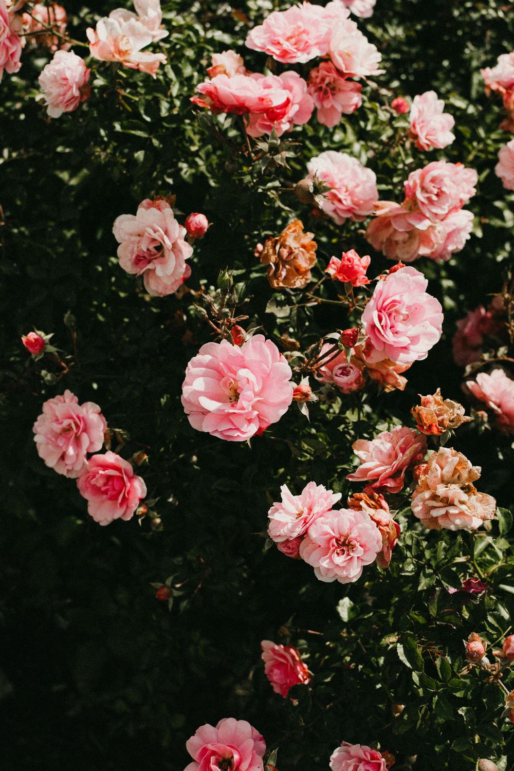 Blooming pink roses with layered petals fill the frame in a lush garden setting.