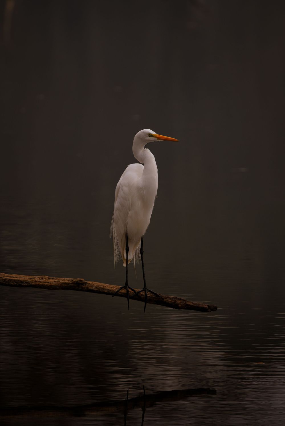 Wedding photographer, senior pictures, Murray KY, Family photography, sports, lifestyle, Kentucky, Calloway Co., West TN, couples, maternity