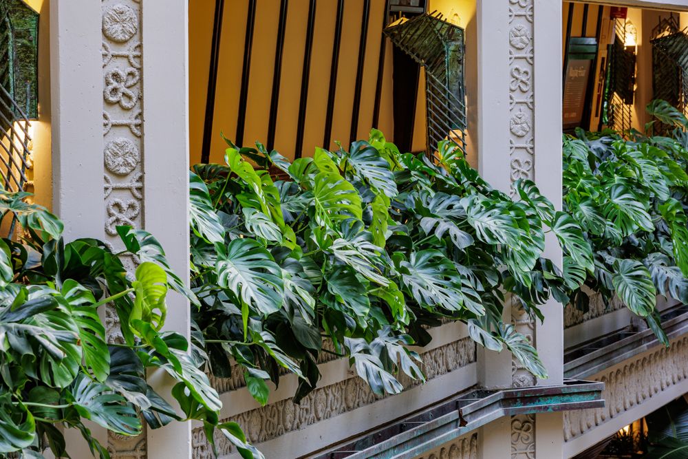 Lush tropical plants and greenery displayed along decorative white columns and ledges.