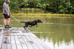 Black dog leaping into a lake from a wooden dock on a sunny summer day.