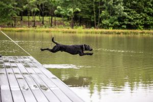 Dog jumping off wooden dock into lake with trees in background.