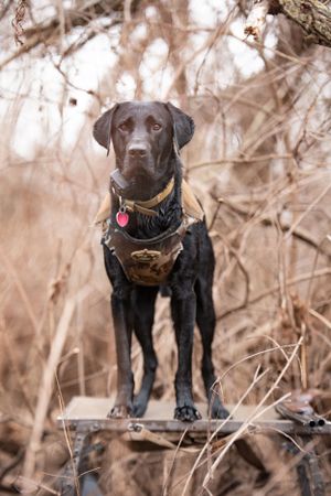 Black Labrador retriever wearing a hunting vest stands alert in winter brush.