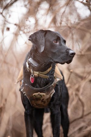 Wet black Labrador retriever wearing hunting gear looks attentively during waterfowl hunt.