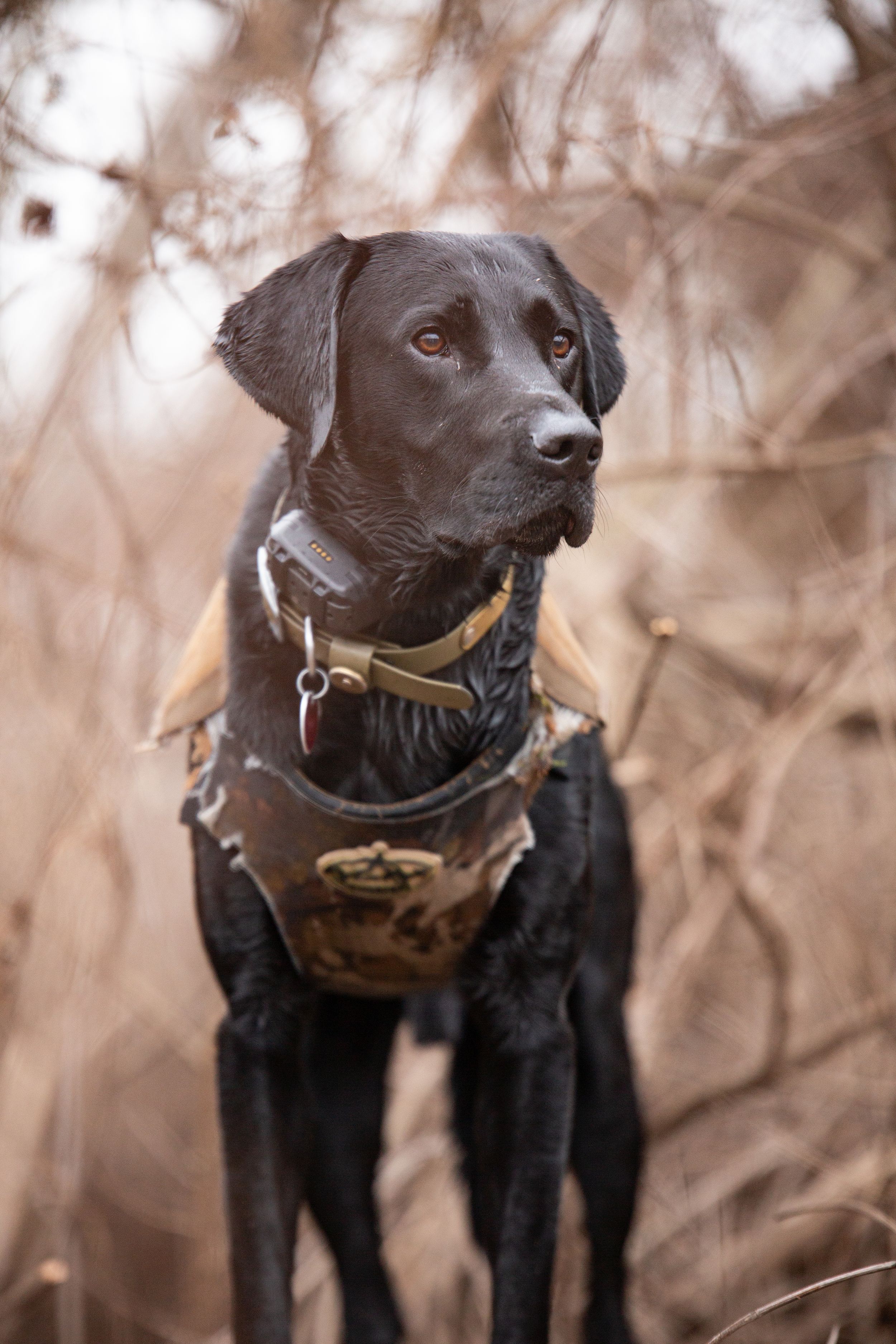 Close up of black Labrador retriever wearing brown hunting vest in winter brush.