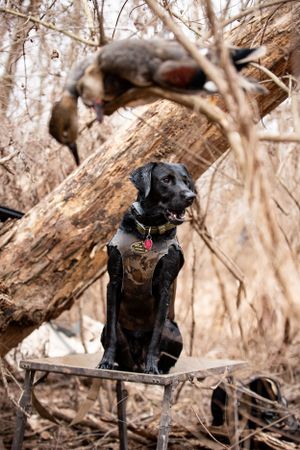 Black Labrador retriever sits attentively on a stand during hunting training in a wooded area.