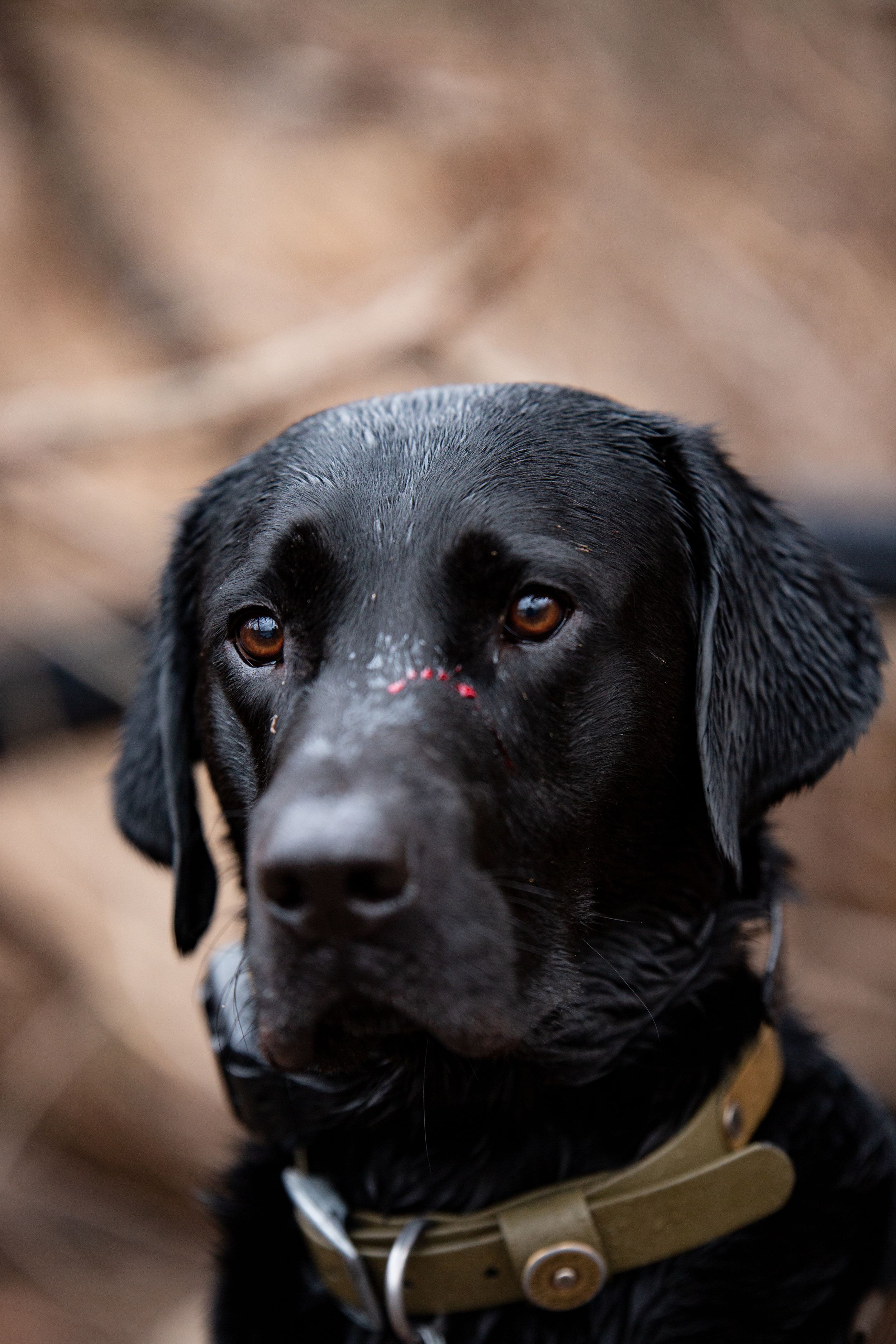 Close-up portrait of a black Labrador retriever with brown eyes wearing a leather collar.
