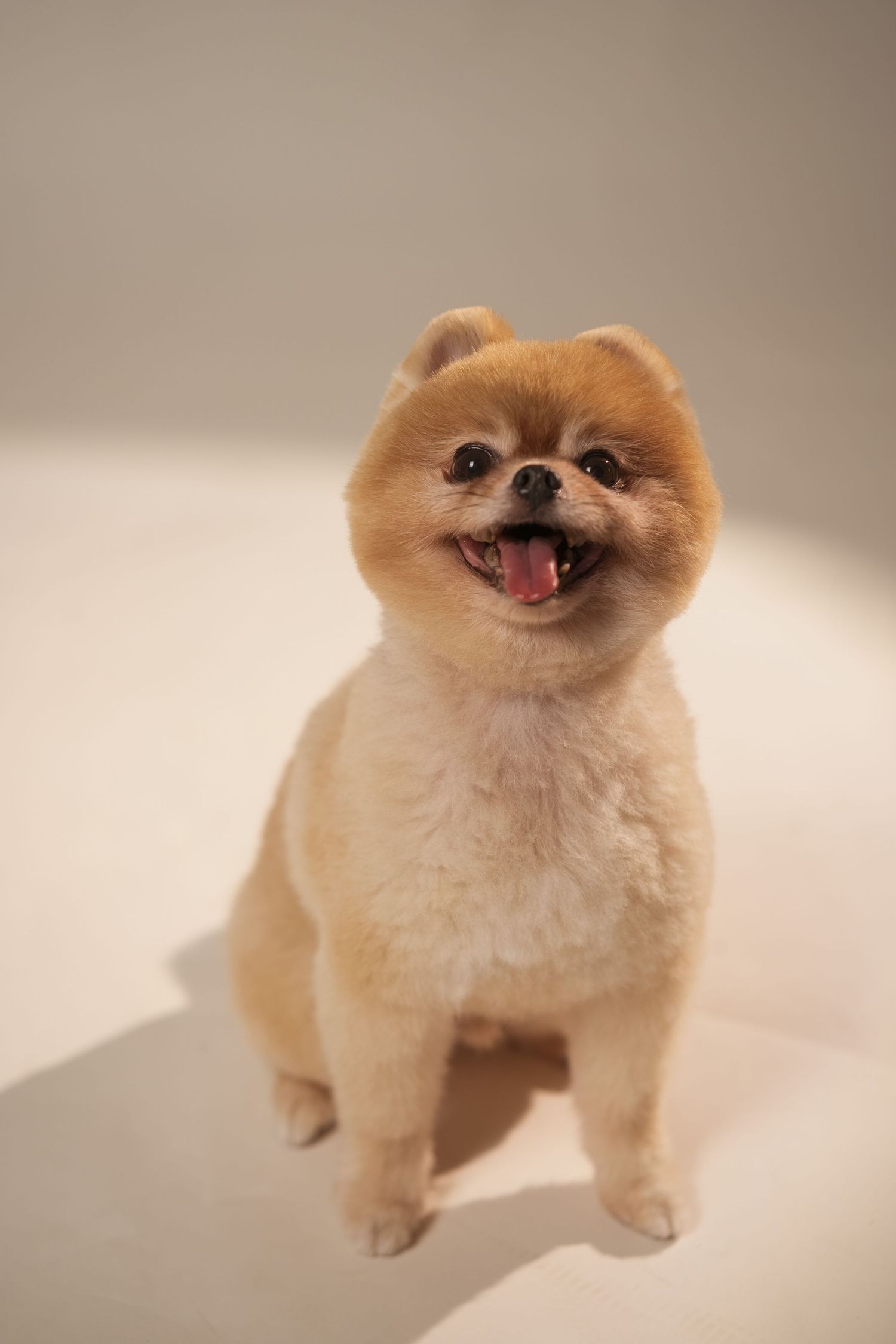 Adorable Pomeranian puppy with fluffy cream-colored fur shows off its sweet smile in a studio photoshoot sequence.