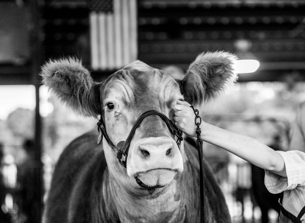 Show steer posing in front of the American flag.