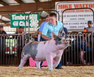 Young man's pig strikes a pose as it walks around the ring.